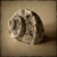 thumbnail image 2 of Heather Jacks 12x12 White Modern Wood Framed Museum Art Print Titled - Seashell Study III, 2 of 4
