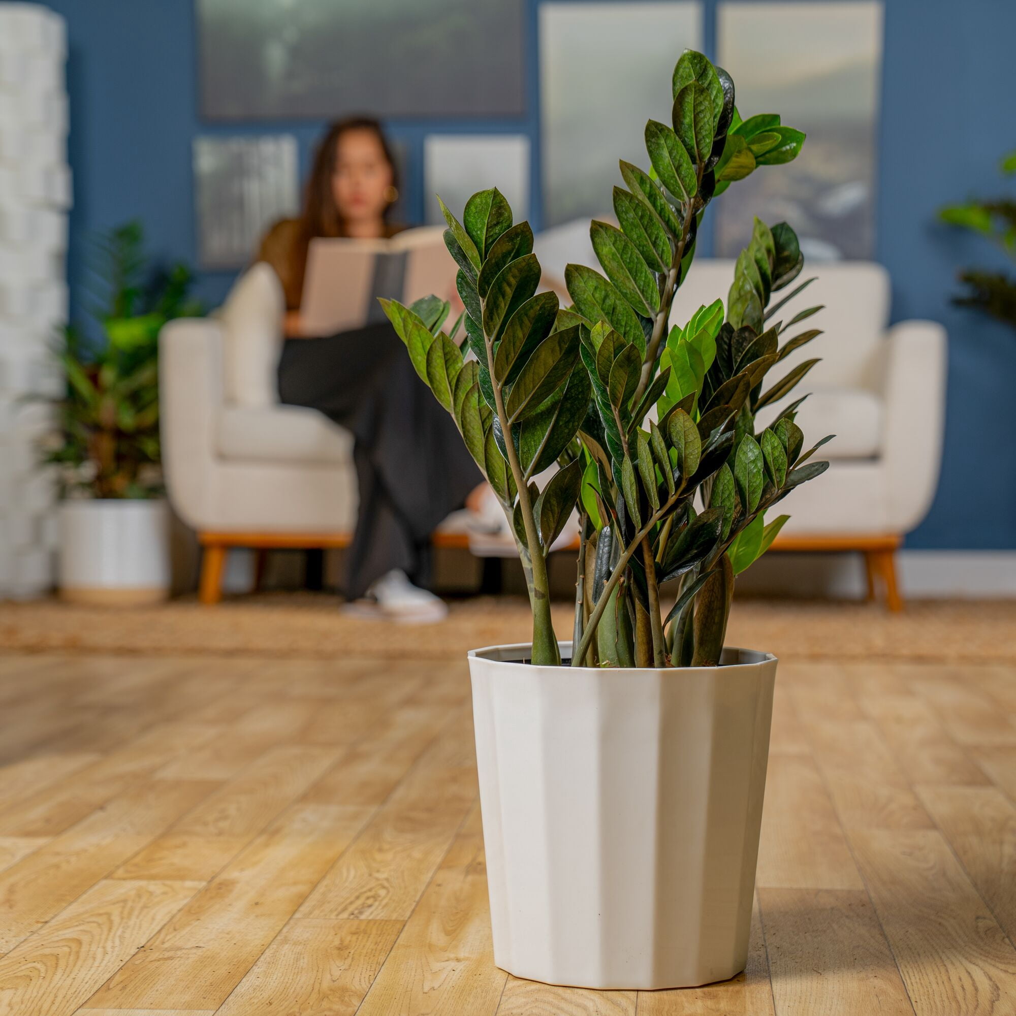 Costa Farms 22" Raven ZZ Plant Live House Plants in 10" Decor Pot