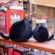 thumbnail image 5 of Almohada de juguete de felpa para gato negro 3D lindo juguete de felpa con forma de gato diseño sofá almohada grasa, 5 of 8