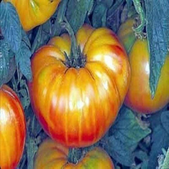 Tomato Pineapple Great Heirloom Vegetable Seeds By Seed Kingdom BULK 1,500 Seeds