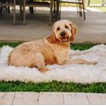thumbnail image 2 of Paw PupRug Portable Orthopedic Dog Bed White with Brown Accents, 2 of 6
