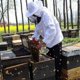 thumbnail image 4 of Stainless Bee Hive Tool Frame Lifter And Scraper J Shape Hook Beekeeper Knife------Product code 61483, 4 of 4