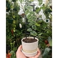 thumbnail image 3 of Monstera Dubia Shingle Plant - Live Plant in a 4 Inch Pot - Monstera Dubia - Extremely Rare and Beautiful Vining Indoor Houseplant - Air Purifying, 3 of 7