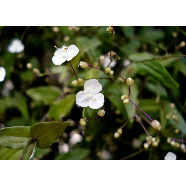 Tahitian Bridal Veil Gibasis Geniculata 2 5 Pot Blooming House Plant Walmart Com Walmart Com