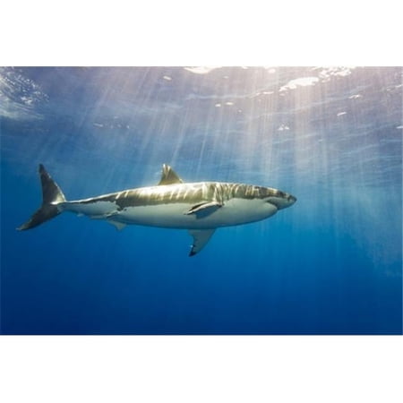 Great White Shark Carcharodon Carcharias - Guadalupe Island Mexico Poster Print by Dave Fleetham - 19 x 12