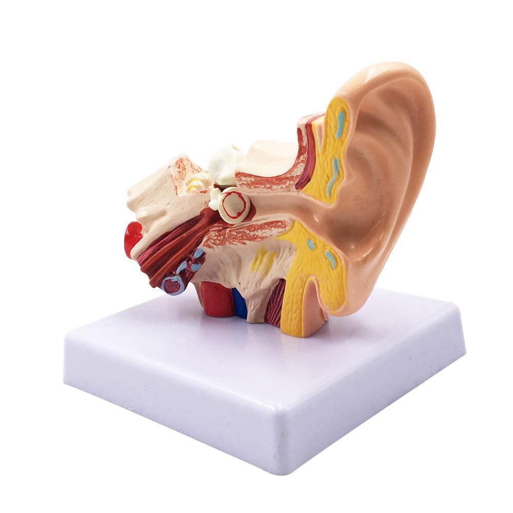 Guiroate 1.5X Human Ear Anatomy Model Professional Desktop Inner Ear