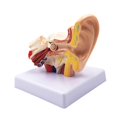 thumbnail image 1 of 1.5X Human Ear Anatomy Model - Professional Desktop Inner Ear Structure Simulation Model for Education,1 x ear model, 1 of 8