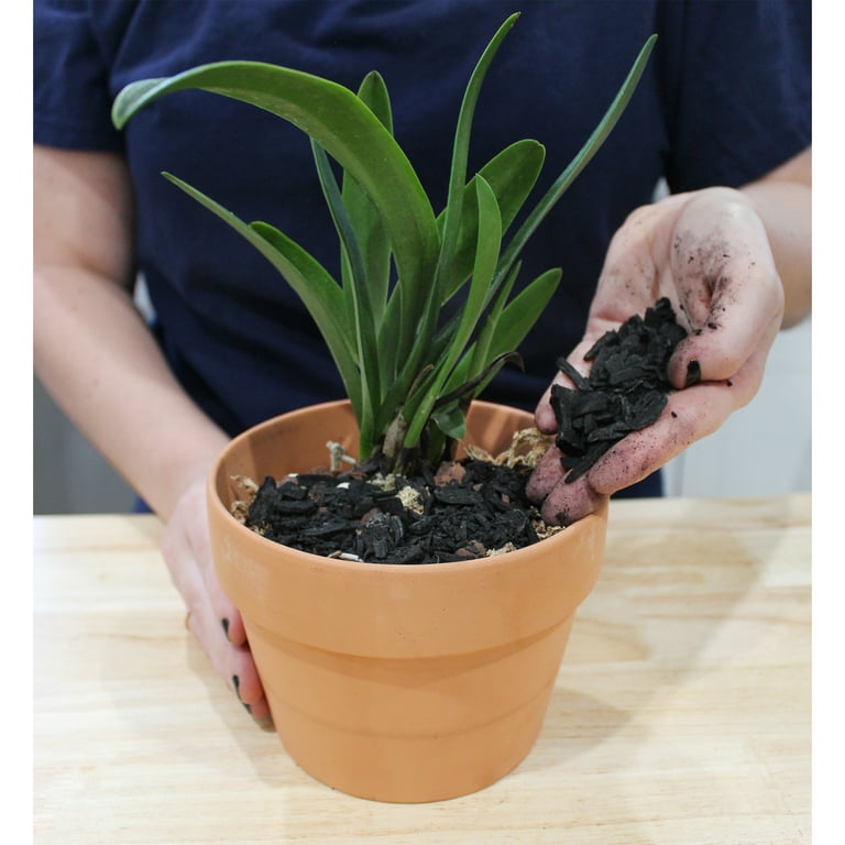  Sukh Horticultural Charcoal for Plants - 1Qt. Natural Earth  Regulated Supplement for Potting Soil Indoor Plants, Succulent Soil, Orchid  Potting Soil, Paphiopedilum, Bonsai, Terrarium. : Patio, Lawn & Garden