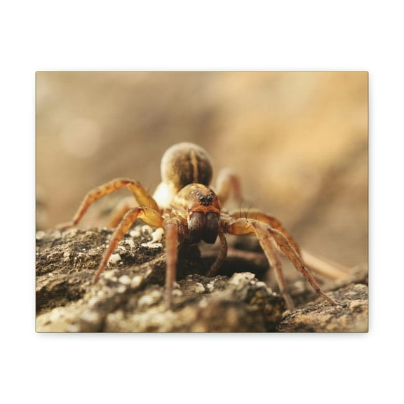 Wolf Spider on the Rocks Up Close Print Animal Wall Art Wildlife Canvas Prints Wall Art Ready to Hang Unframed