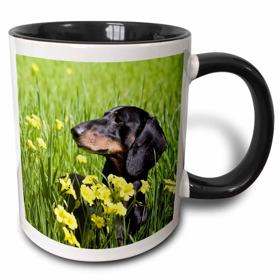 3drose, a Dachshund Dog - Us05 Zmu0310 - Zandria Muench Beraldo, 11oz Two-tone Black Mug