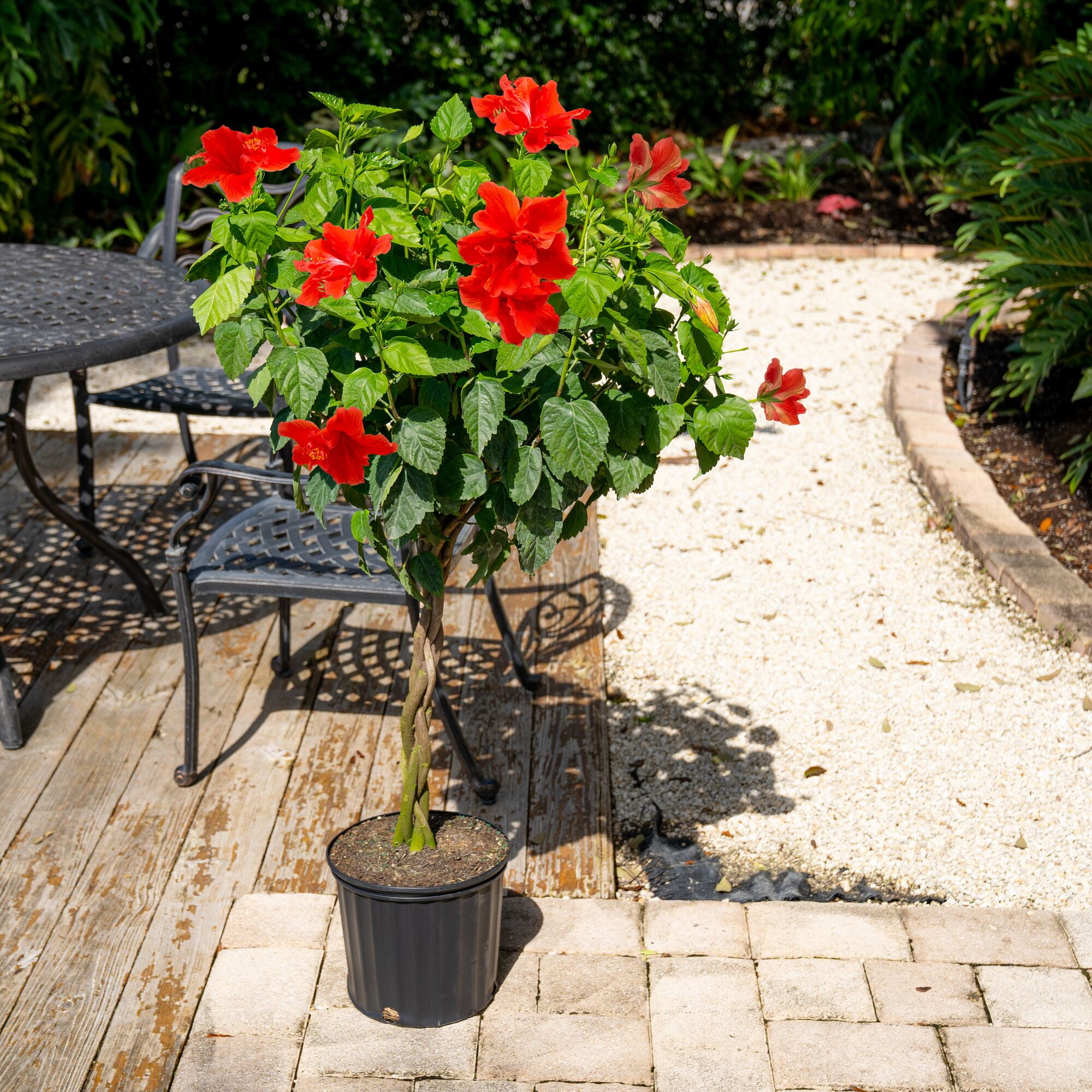 "Island Blooms 10"" Hibiscus Braid Cork in 10"" Grower Pot"