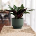 thumbnail image 2 of Bloem Enzo 6" Plastic Round Decorative Planter, Basil, 4-Pack, 2 of 8