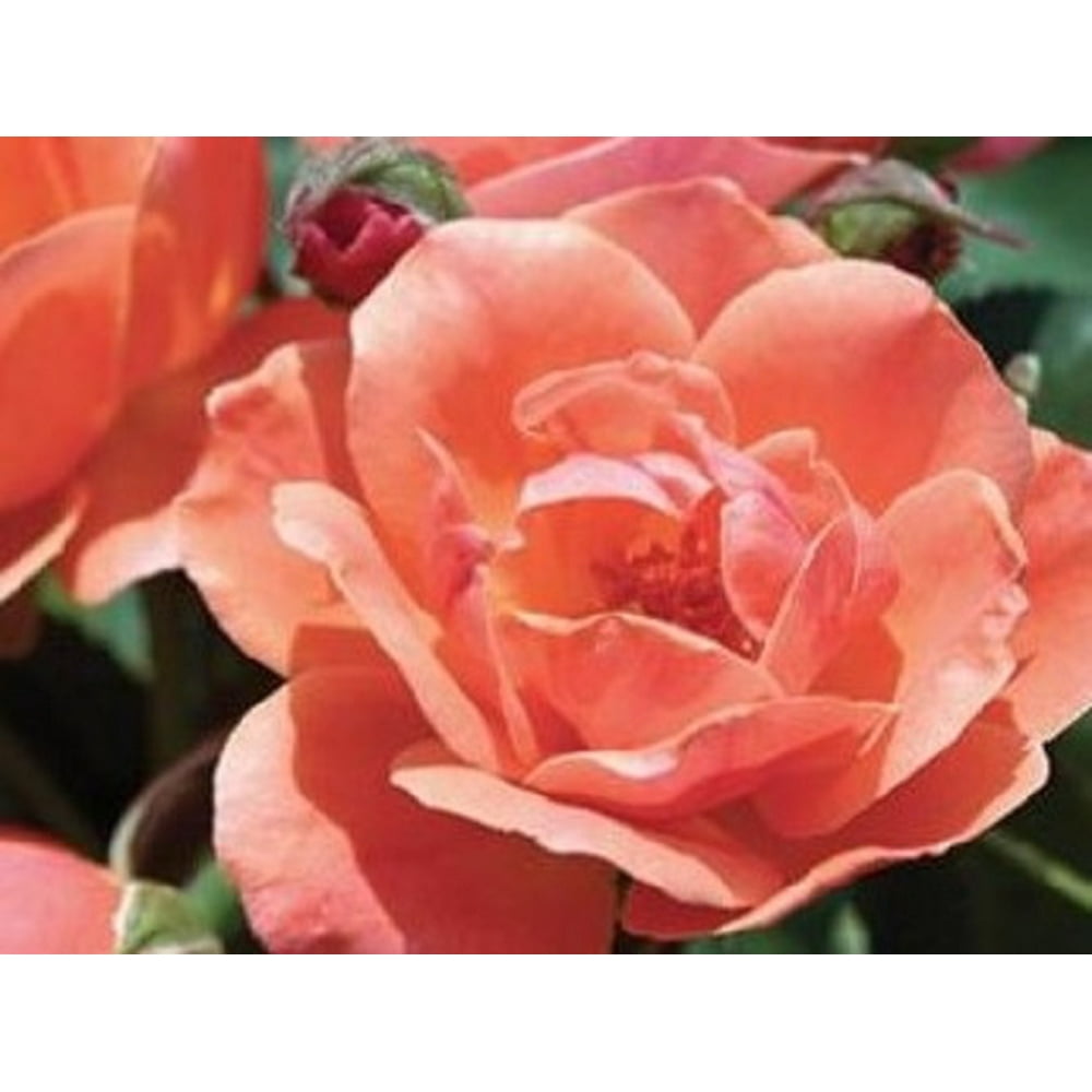 Coral Knock Out® Rose Live Plant QT