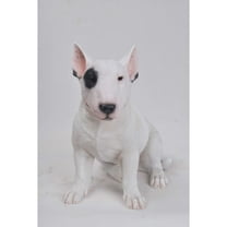 Hi-Line Gifts Bull Terrier Dog Outdoor Garden Statue - 16"