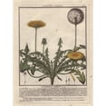 thumbnail image 2 of Lesser Hawkbit, Leontodon Taraxacoides Poster Print By ® Florilegius Mary Evans (24 X 36), 2 of 4
