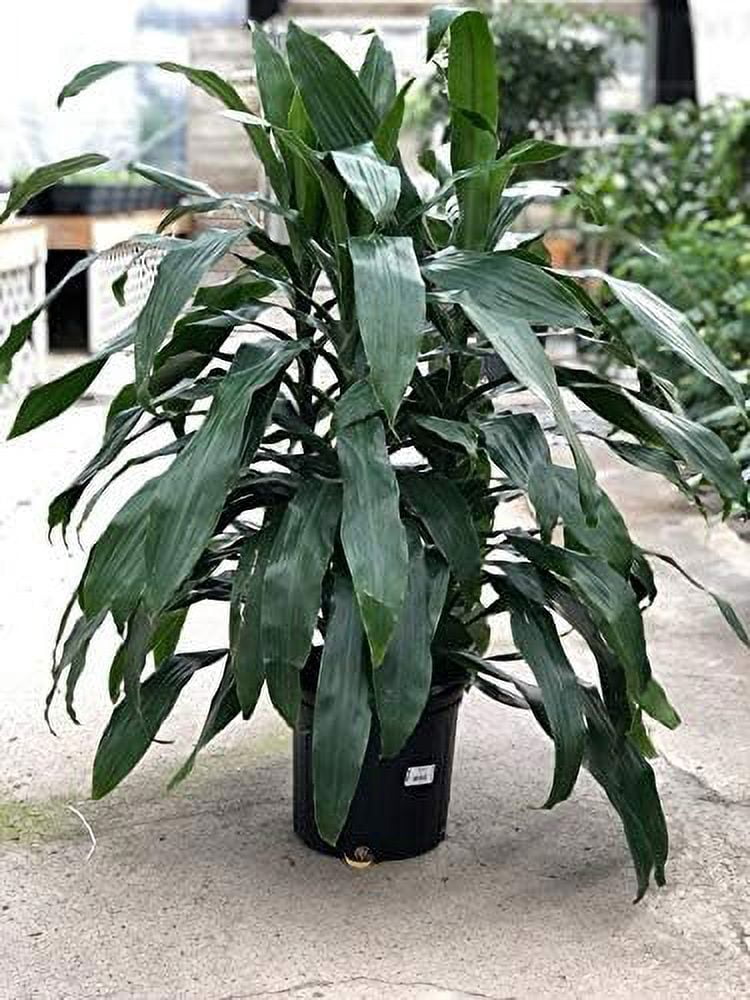 Dracaena Janet Craig - Live Plant in an 10 Inch Growers Pot - Dracaena Deremensis Janet Craig - Beautiful Indoor Air Purifying Houseplant