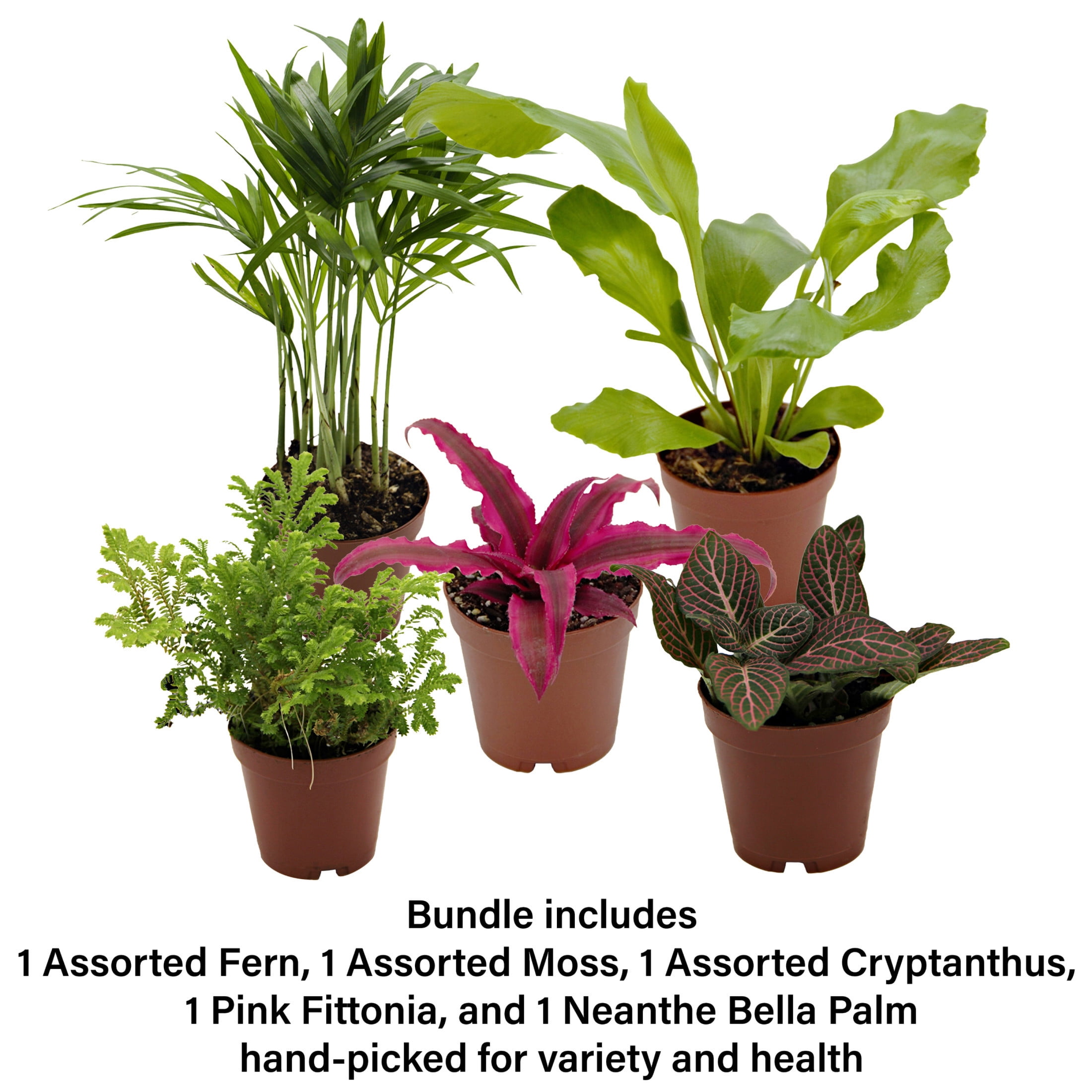 ReptiCulture Tropical Plant Starter Bundle
