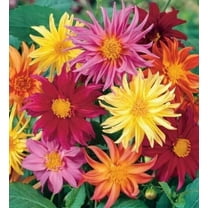 25 Cactus Mix Dahlia Seeds Flower Perennial Flowers Seeds Flowering US 1103