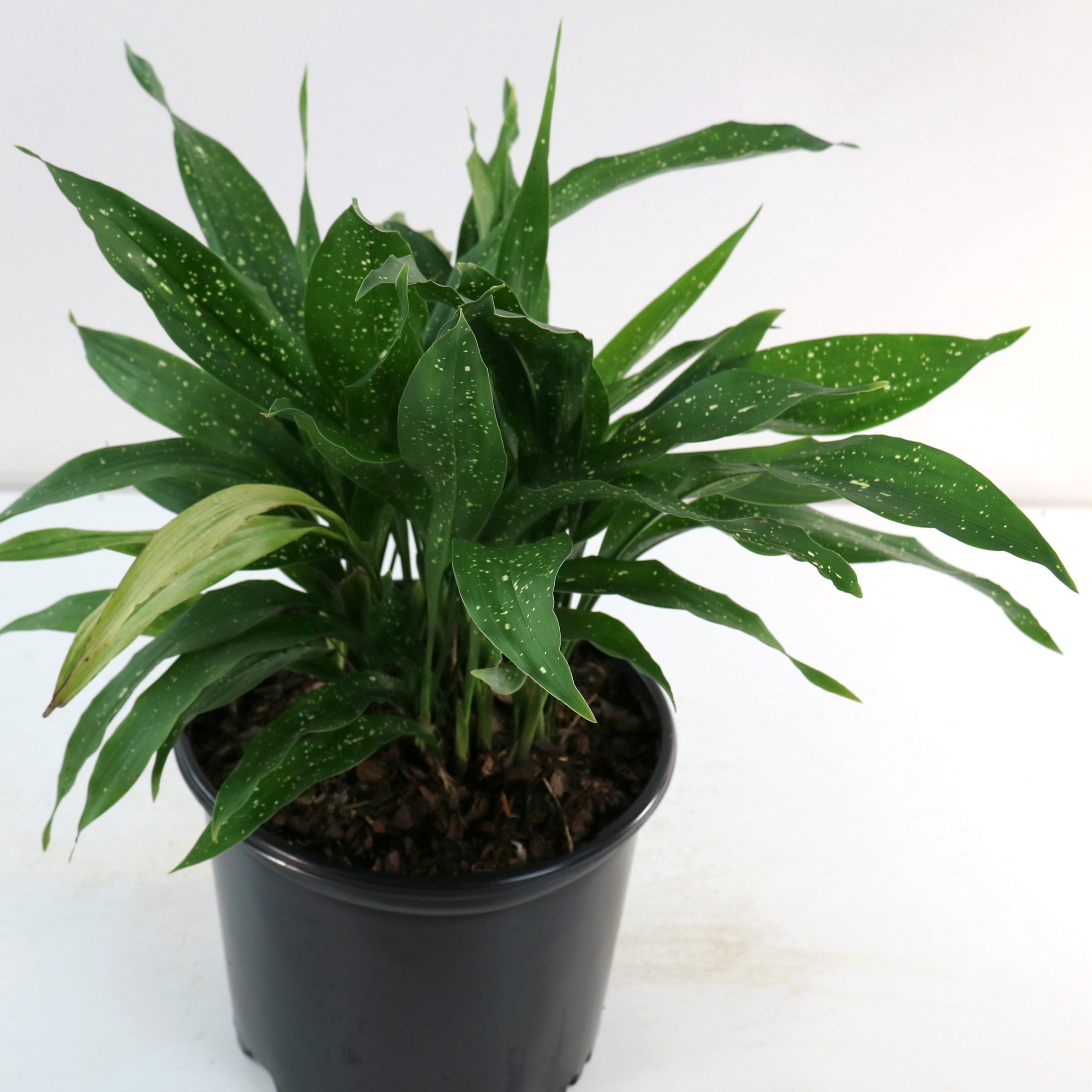 National Plant Network 3 gal. Aspidistra Milky Way Live Plant