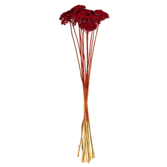 24" Red Yarrow Achillea 2 oz.