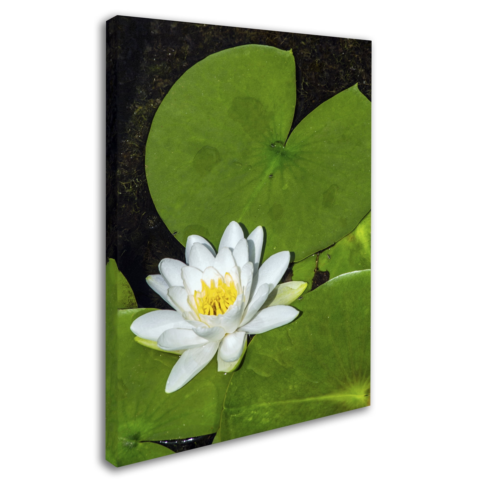 Trademark Fine Art "White Lotus" Canvas Art by Kurt Shaffer