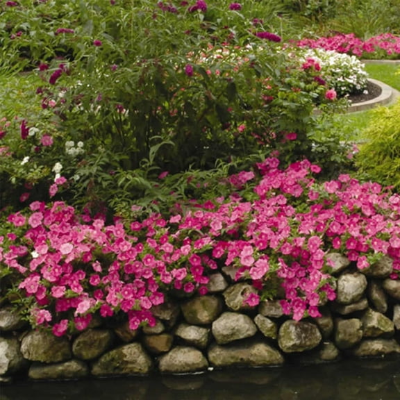Easy Wave Series Petunia Pink Color ~10 Seeds – Trailing Annual – Non-GMO, Pelleted – 98-105 Days – Hanging Basket & Bedding Flower – Full Sun – Multicolor Options