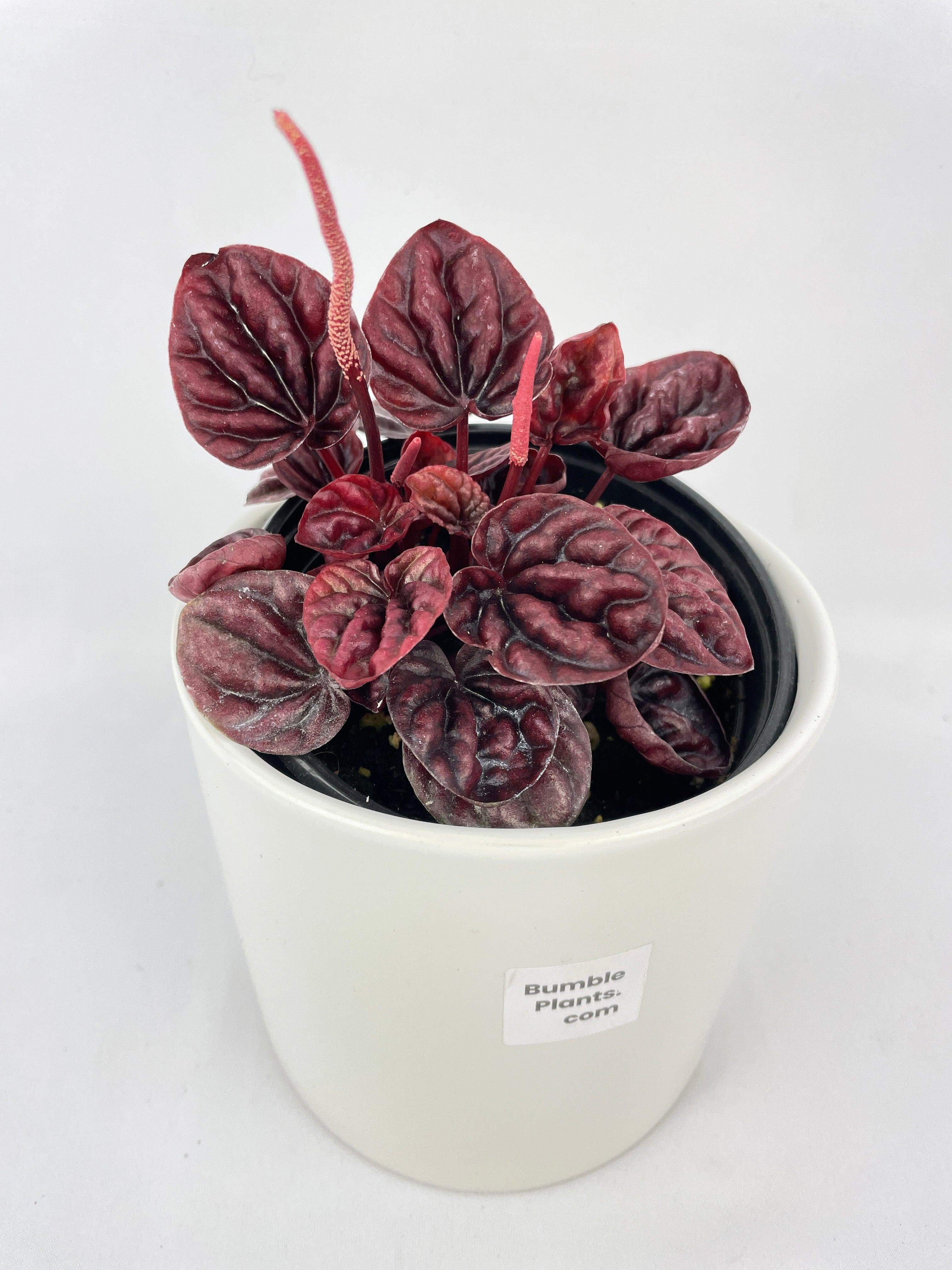 Peperomia Caperata 'Schumi Ripple Red' - Live Air-Purifying Indoor Plant in Nursery Pot – Easy Care, Low Maintenance Houseplant for Home & Office Decor, Natural Air Cleaner, Best for Beginners (6"Pot)