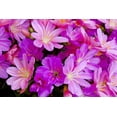 thumbnail image 2 of Carter, Jean 18x13 Black Ornate Wood Framed with Double Matting Museum Art Print Titled - USA, Oregon Columbian lewisia flowers close-up, 2 of 4