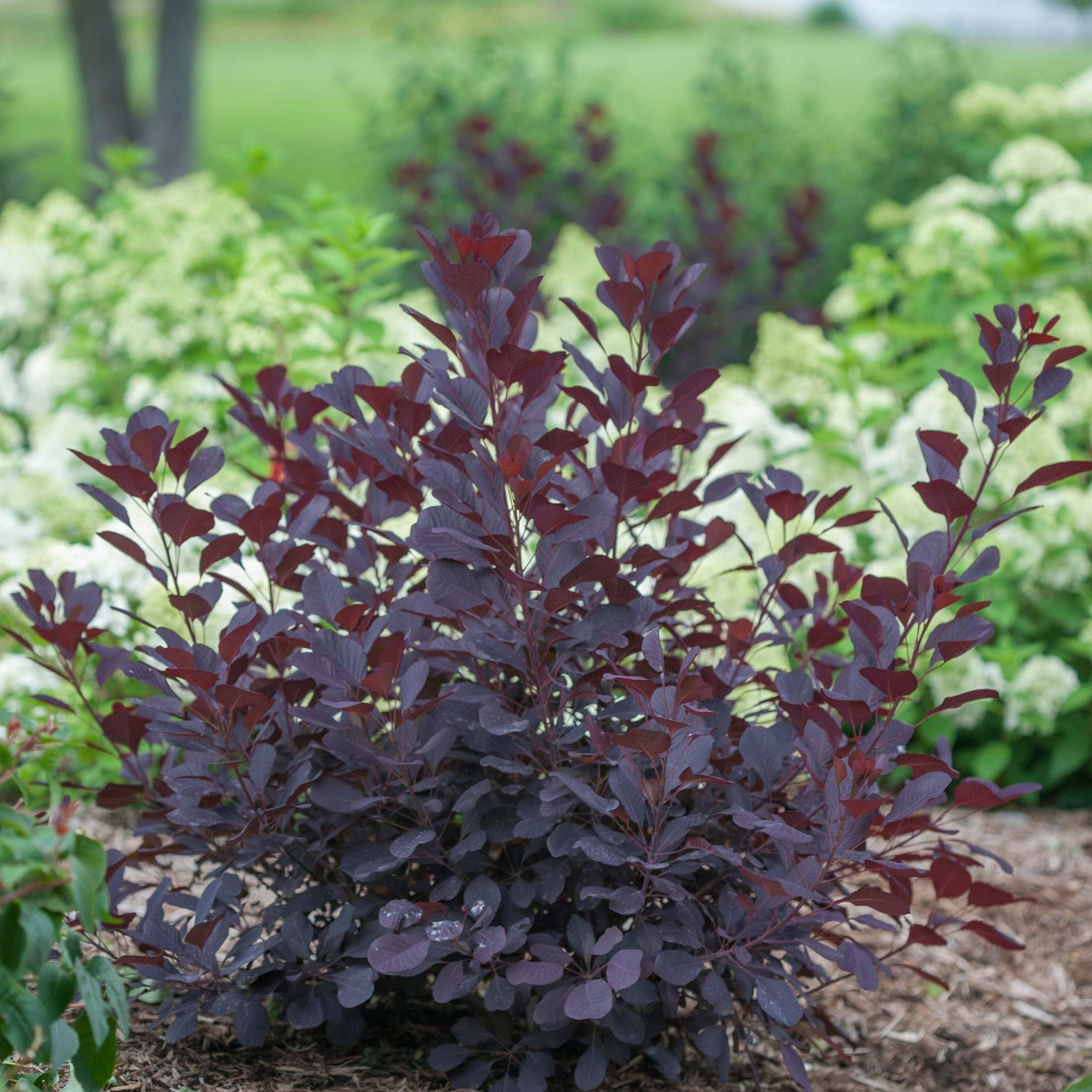 Proven Winners ColorChoice 6" Pink Winecraft Black Smokebush Live Plant in 7.5" Pot