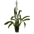 thumbnail image 2 of Gilded Urchin Ontario Orchid - Brassidium - 4" Pot - Collector Orchids, 2 of 2