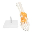 thumbnail image 1 of Modelo de estructura de esqueleto de hueso de tobillo de pie humano 1:1, modelo de articulación de pie con ligamentos, 1 of 14