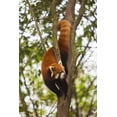 thumbnail image 2 of Zuckerman, Jim 13x18 Black Ornate Wood Framed with Double Matting Museum Art Print Titled - China, Chengdu, Wolong Reserve Lesser panda, 2 of 4