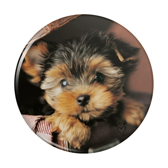 Yorkie Yorkshire Terrier Puppy Dog in Briefcase Trunk Suitcase Kitchen Refrigerator Locker Button Magnet