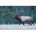 thumbnail image 2 of Archer, Ken 14x11 White Modern Wood Framed Museum Art Print Titled - Bull Elk on the move, 2 of 4