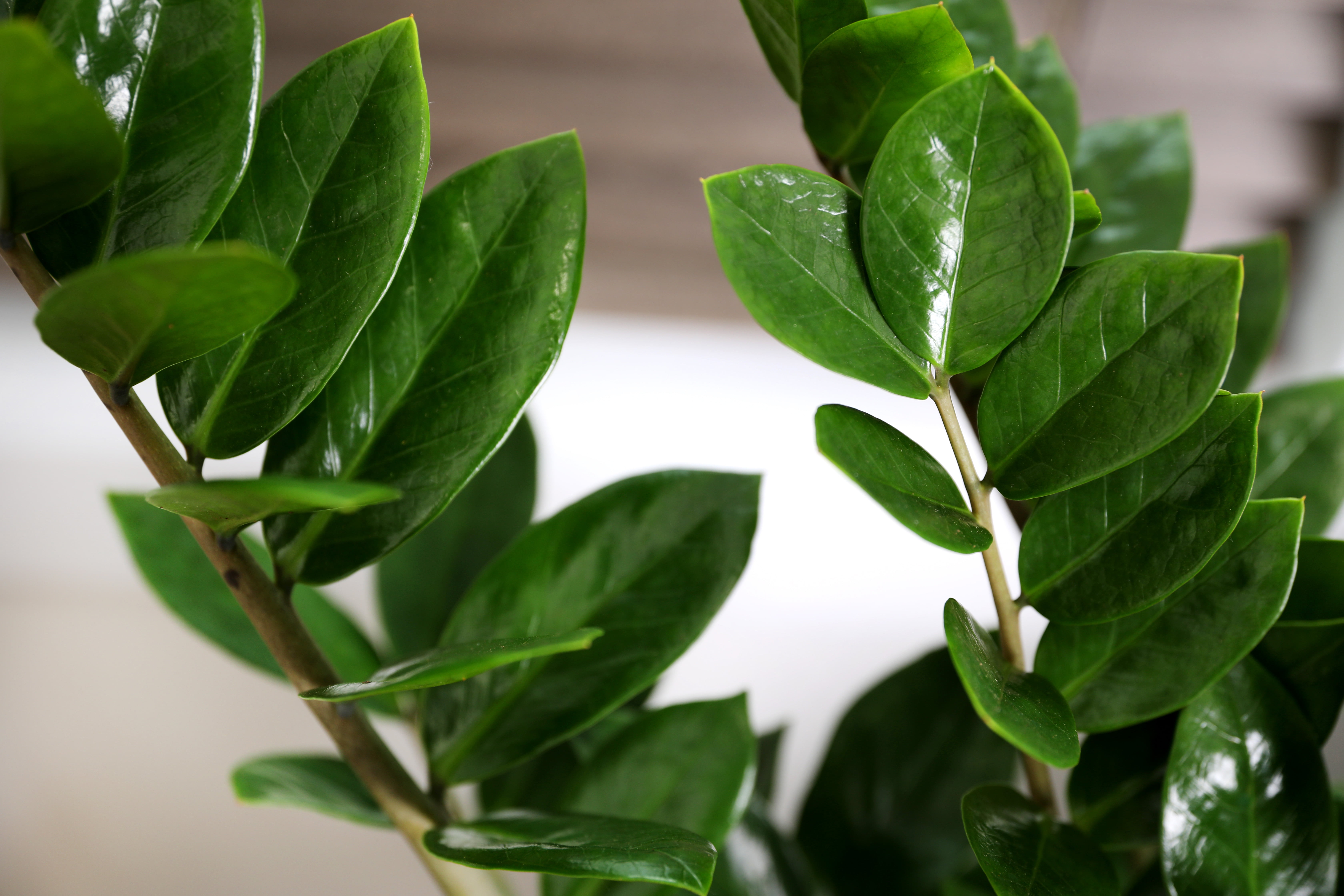 Wild Interiors ZZ Plant Live Plants in 8