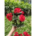 thumbnail image 5 of 4 piezas de flores de geranio rojo artificial Arbusto de geranio falso 38 CM Planta de flor de seda falsa larga para jardinera al aire libre Jardín interior Decoración del hogar JAMW Sencillez, 5 of 5