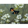 thumbnail image 2 of Goebel, Wilhelm 18x14 White Modern Wood Framed Museum Art Print Titled - Redstart And Dogwood, 2 of 4