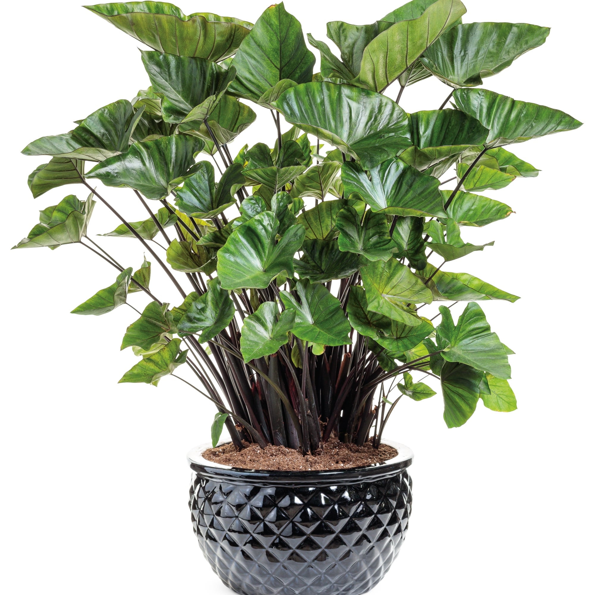 Proven Winners 8" Island Giants Coffee Cups Elephant Ear Live Plant in 6.5" Pot