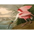 thumbnail image 2 of John James, Audubon 24x19 White Modern Wood Framed Museum Art Print Titled - Roseate Spoonbill, 2 of 4
