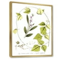 thumbnail image 3 of Designart 'Ancient Botanicals XXI' Traditional Framed Canvas Wall Art Print, 3 of 5