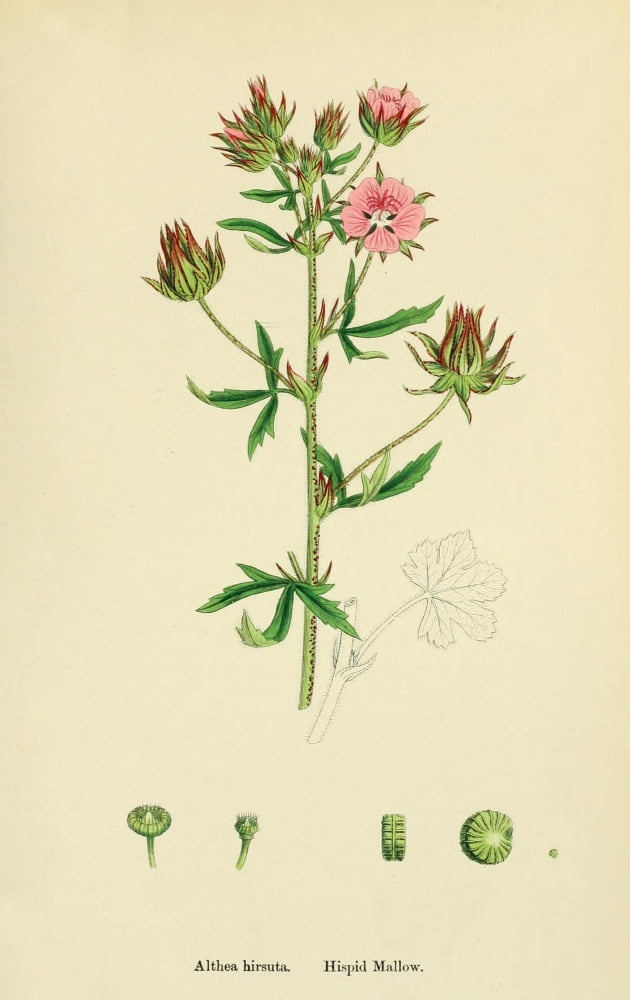 English Botany 1863