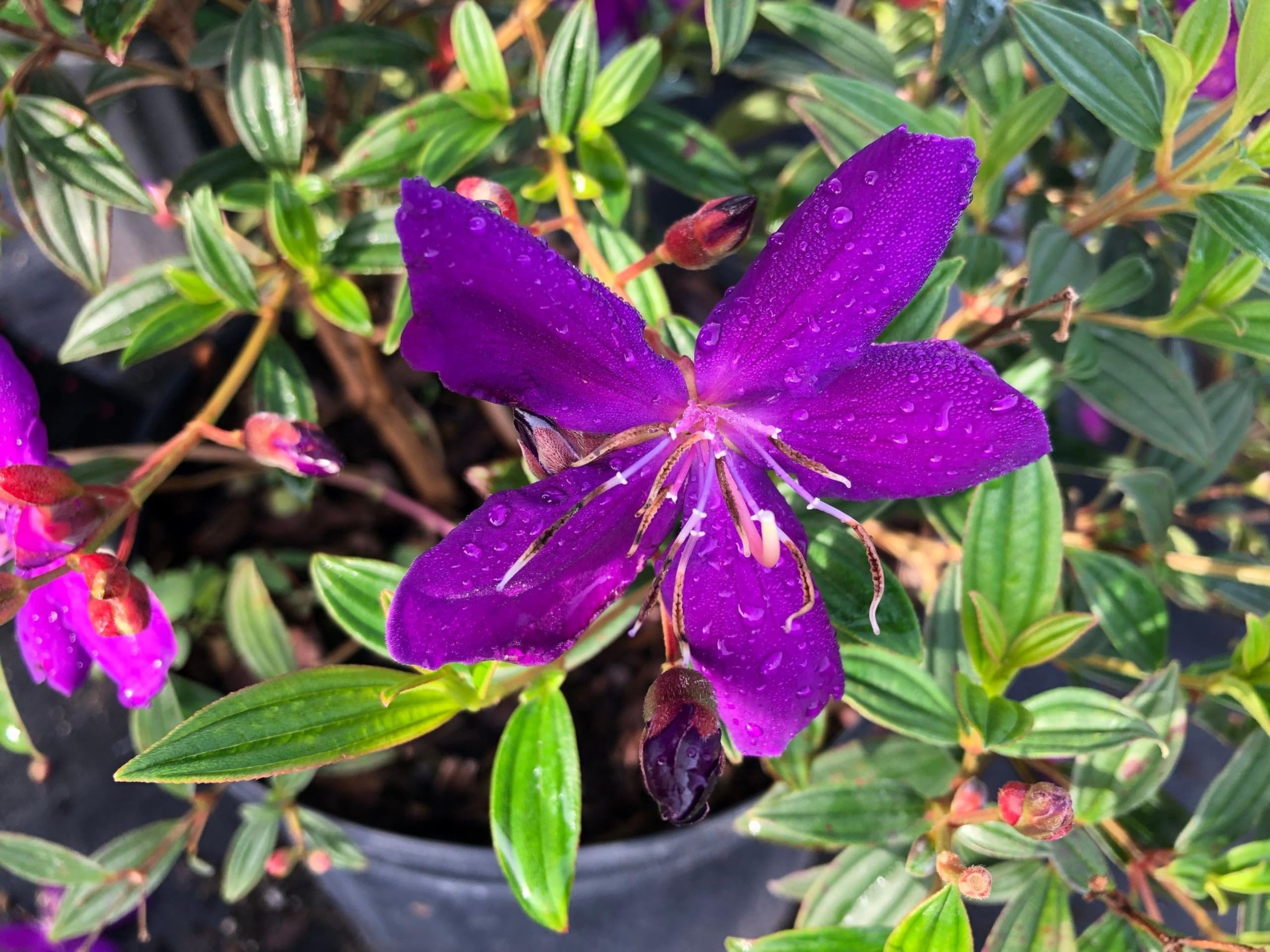 Tibouchina Dwarf Princess Flower I 10 Live Plants I Lepidotal Compact Size, Eye-Catching Purple Blooms, Heat-Tolerant, Ideal for Small Gardens and Containers