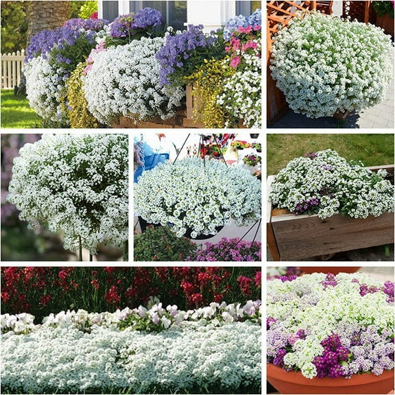 CZ Grain White Alyssum Clover Seeds for Planting - Creeping Garden Ground Cover, Carpet vine of Snow - Lobularia Maritima (500 Seeds)