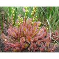 thumbnail image 2 of 10 CARNIVOROUS SUNDEW PLANT Drosera Flower Seeds, 2 of 3