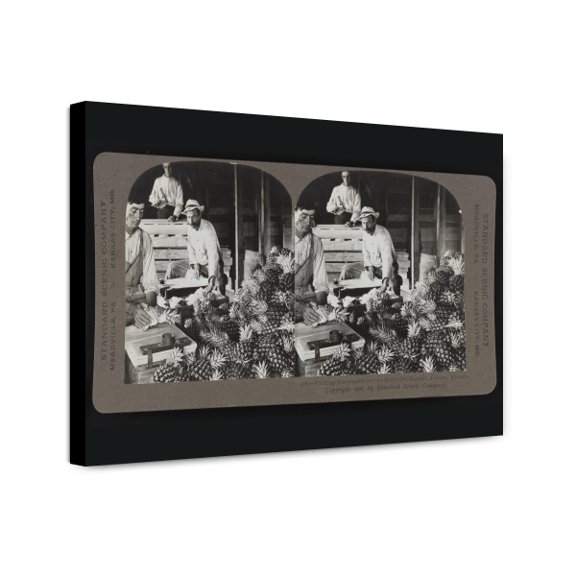Canvas Print: Packing Pineapples For The Northern Market, Jensen, Florida, 1906