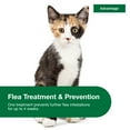thumbnail image 3 of (3 pack) Advantage Topical Flea Treatment & Prevention For Small Cats 2-9 lbs. (2 Count), 3 of 10