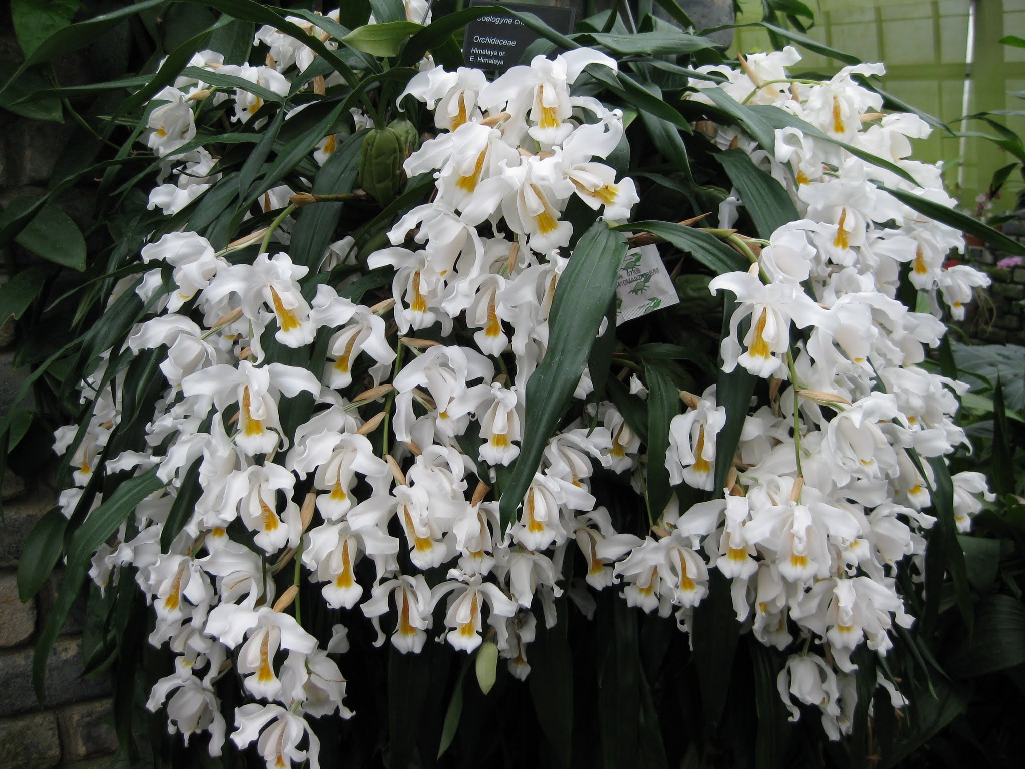 MSU 13-3-15 Fertilizer With Calcium & Magnesium (Tap/RO Water Formula) with scoop - Excellent for Orchids, Aroids and Tropicals - 2LB Bag