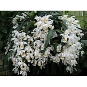 MSU 12-1-1 Fertilizer (K-Lite) With Calcium & Magnesium - Excellent for Orchids, Aroids and Tropicals - Scoop Included - 2LB Bag