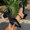 #17Black, variant on Byworldtasic Womens Pointed Toe Pumps Shoes Ankle Strap Chunky Low Heels Metal Lined Sandals