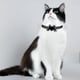 thumbnail image 4 of Collar Para Mascotas De Halloween Con Diseño Espeluznante Accesorio Ajustable De Nailon Suave Para Disfraces De Perros Y Gatos Para Perros Pequeños, Medianos Y Grandes, 4 of 7